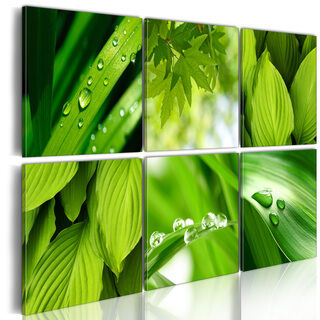 Billede - Fresh green leaves