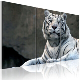 Billede - White tiger