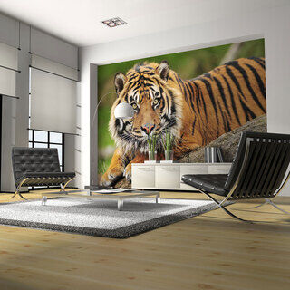Fototapet - Sumatra tiger