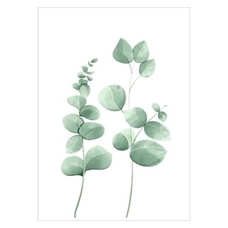 Flot akvarelplakat med eukalyptus planter