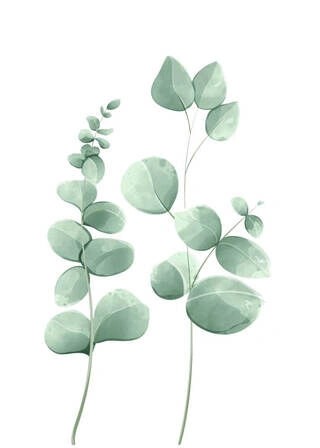 Plakat - Eucalyptus leaves 1