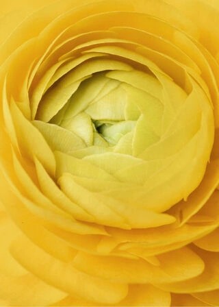 Plakat - Yellow rose