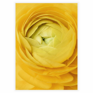 Plakat - Yellow rose
