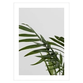 Plakat med mælkebøtte med baggrund