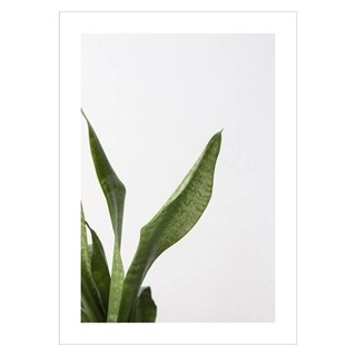 Plakat med mælkebøtte med baggrund