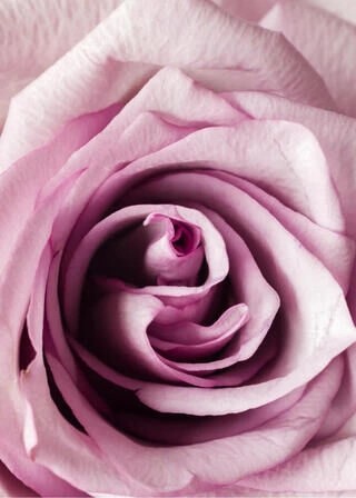 Plakat - Nærbillede pink rose