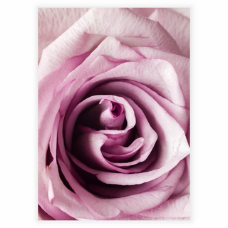 Plakat - Nærbillede pink rose