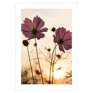 Plakat - Silhouette pink blomst