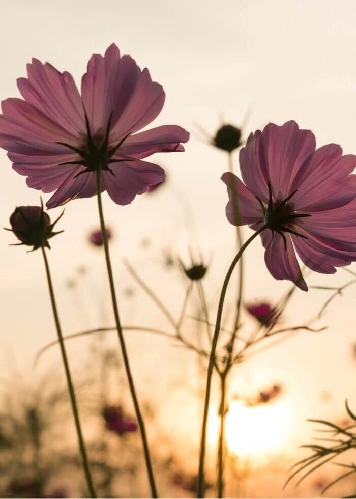 Plakat med en Silhouette pink blomst