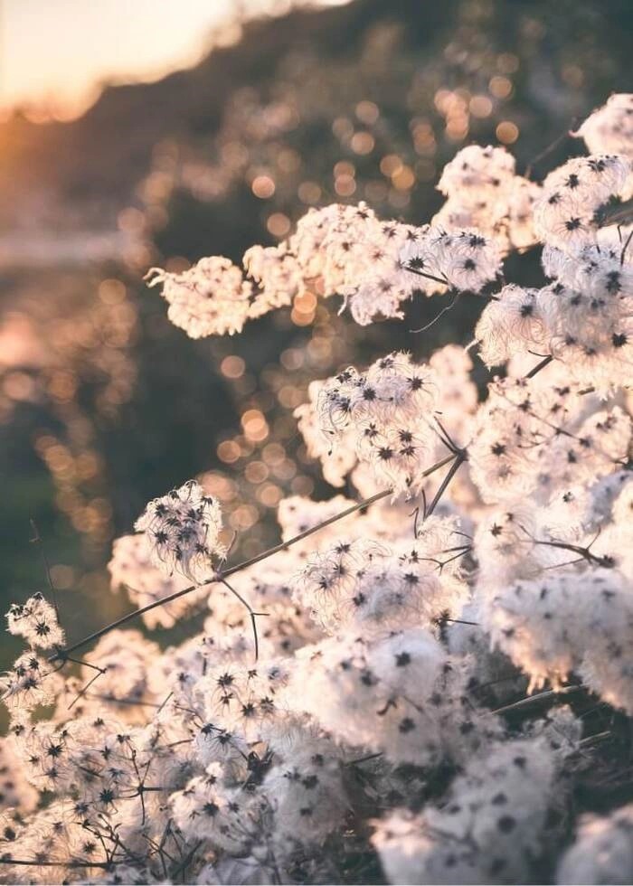 Plakat med bomuld blomster