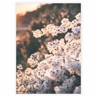 Plakat - Cotton flower