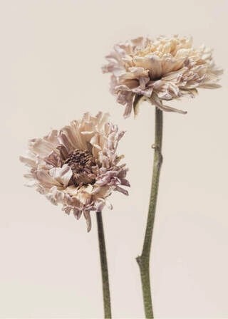 Plakat - Chrysanthemum flower