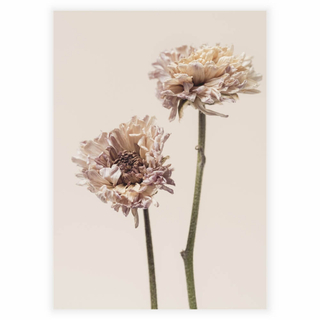 Plakat - Chrysanthemum flower