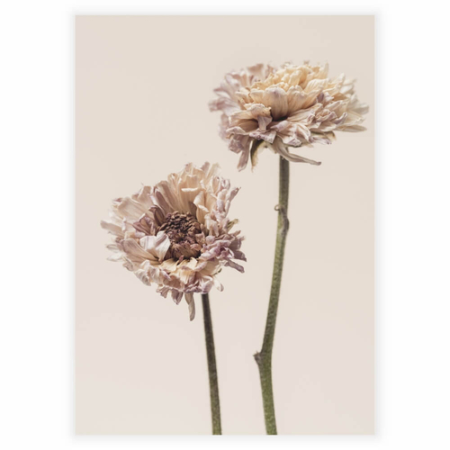 Plakat med en Chrysanthemum flower