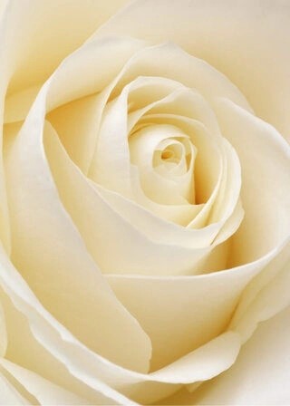 Plakat - White rose