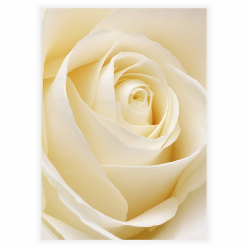 Plakat med en White rose