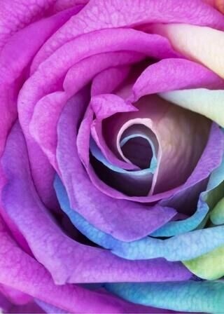 Plakat - Rainbow rose