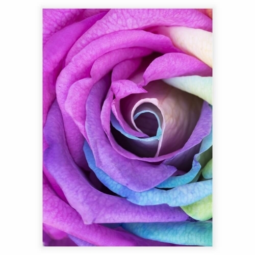 Plakat med en Rainbow rose
