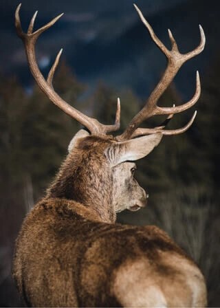 Plakat - Hjort i naturen