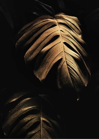 Plakat - Golden Monstera leaves