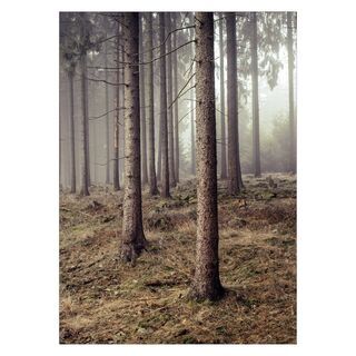 Plakat med skov 6