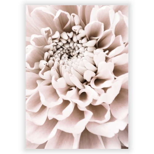 Plakat med Chrysanthemum 1