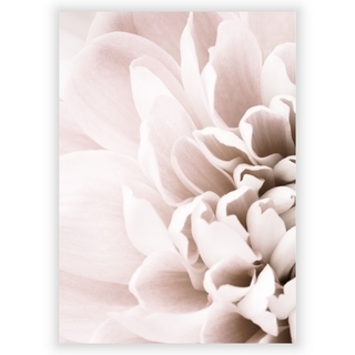 Plakat med Chrysanthemum 2