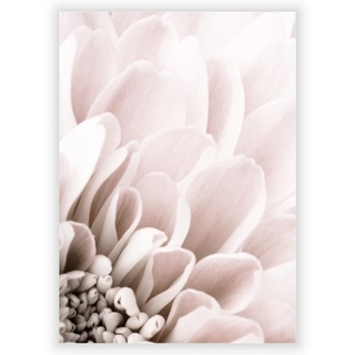 Plakat med Chrysanthemum 3
