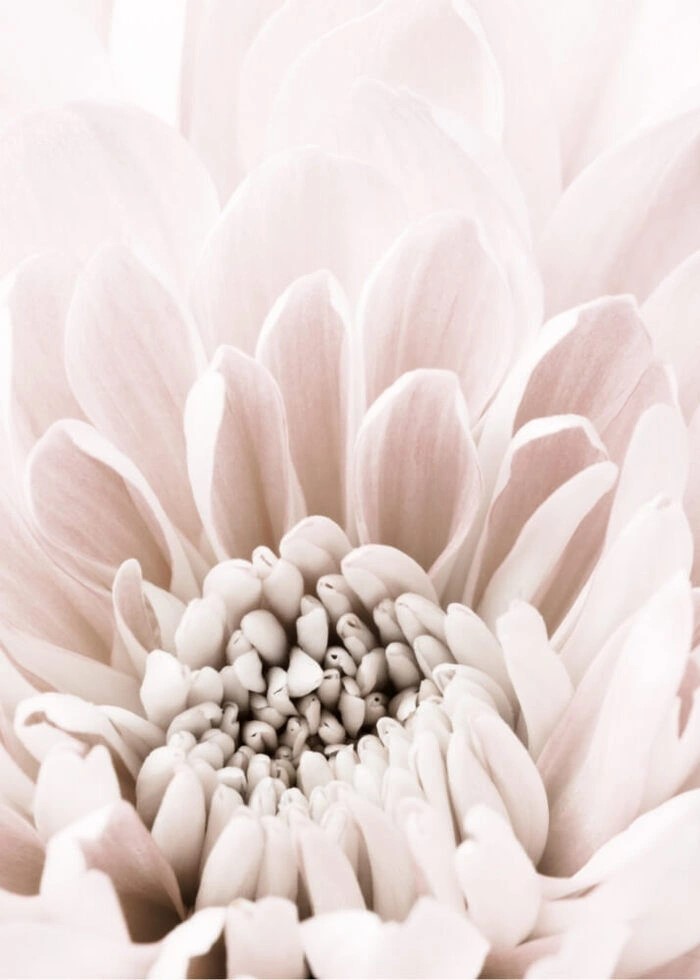 Plakat med Chrysanthemum 6