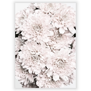 Plakat med Chrysanthemum 9
