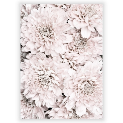 Plakat med Chrysanthemum 10