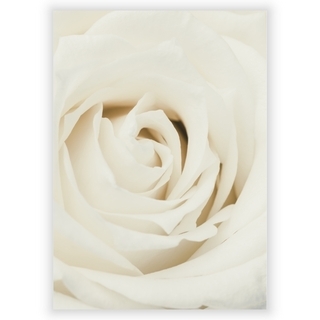 Plakat med Hvid Rose