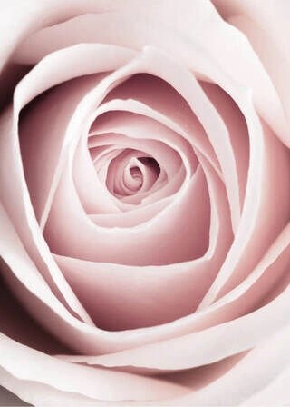 Plakat - Pink rose 1