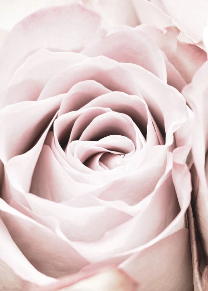 Plakat med Pink rose 4