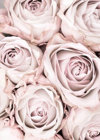 Plakat - Pink roses 3