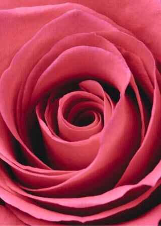 Plakat - Red rose