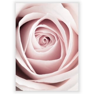 Plakat - Pink rose 1