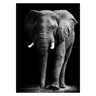Plakat med stor elefant i sort/hvid