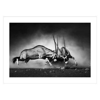 Plakat med 2 Oryxer