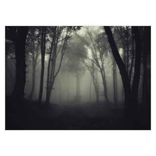 Plakat - skov tåge
