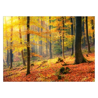 Plakat med efterårsskov i gule nuancer 