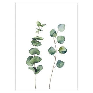 Plakat - Eucalyptus
