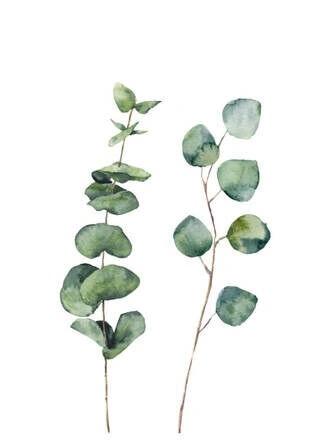 Plakat - Eucalyptus