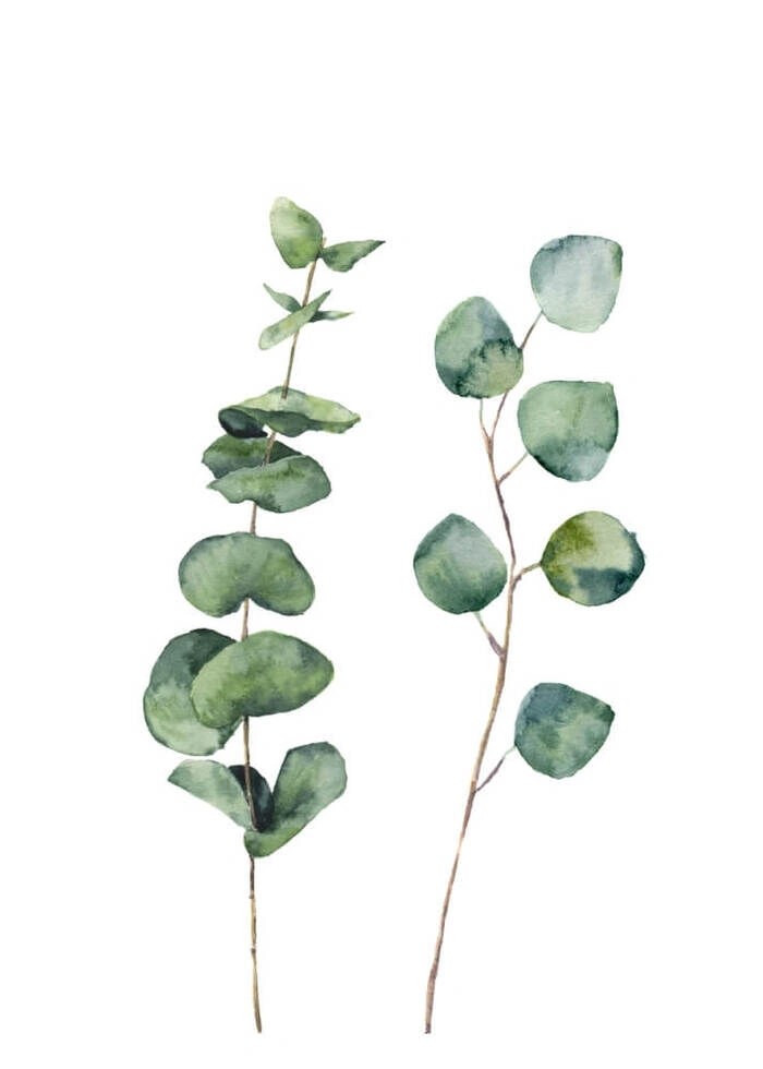 Plakat med eucalyptus