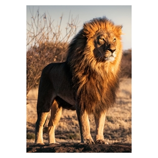 Plakat - Enkelt stolt løve