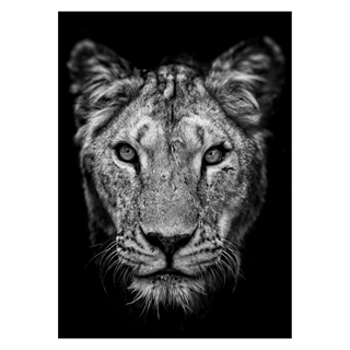 Plakat - Afrikanske løveinde