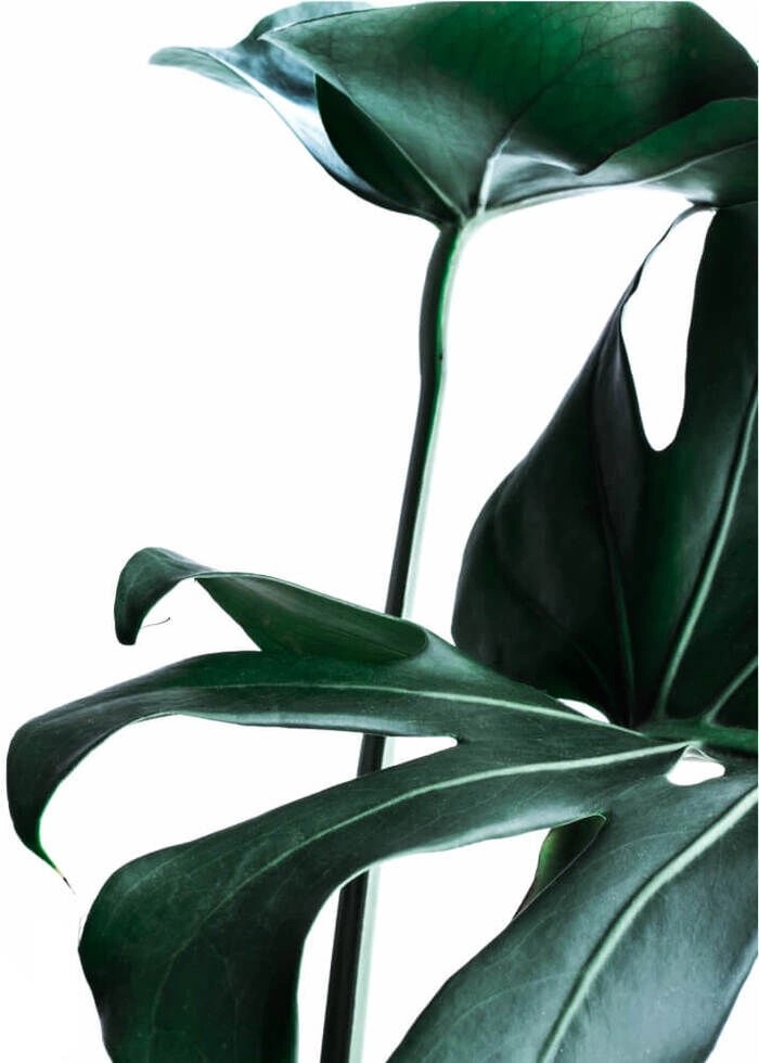 Plakat-  Monstera blade 2