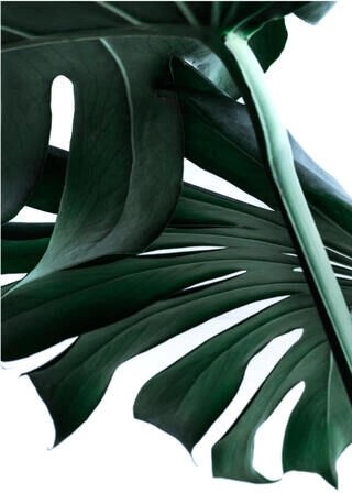 Plakat-  Monstera blade 1