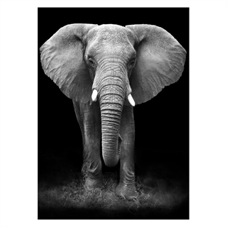 Plakat med Giant Elephant i gråtoner 