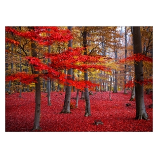 Plakat - Red Forest